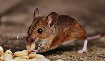 24 Hour & Emergency Exterminators in Bridal Veil, OR